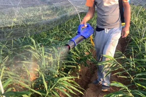 怎样种植姜，适宜生长的温度是25-29度