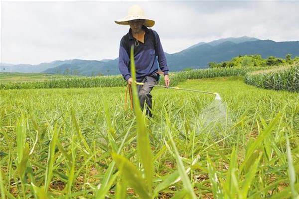 怎样种植姜，适宜生长的温度是25-29度