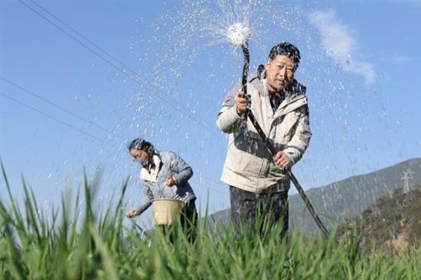 冬季怎么管理小麦，注意对缺苗断垄的地方补种