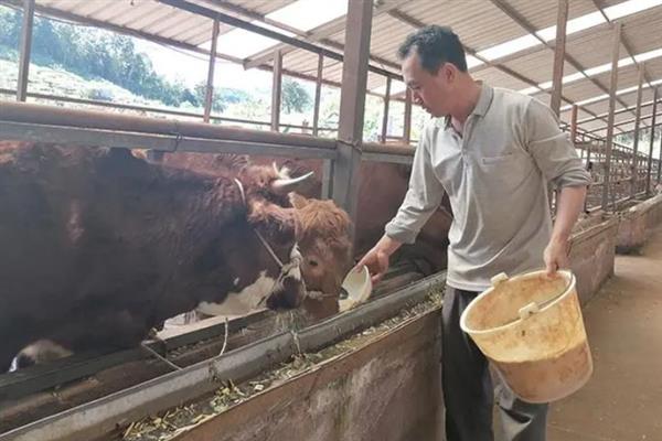 肉牛怎么饲喂，除了喂草每天还需提供2斤精饲料