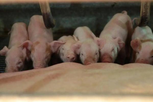 养猪的密度多少合适，每个猪圈内适宜养殖10-20只