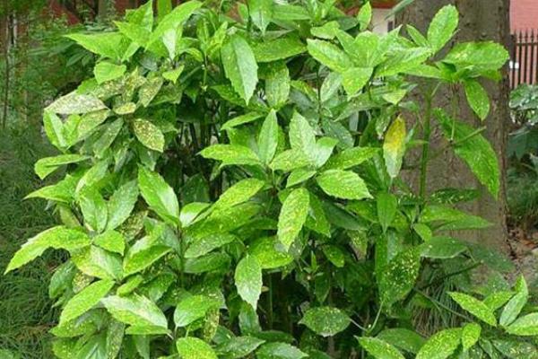 观赏树的品种，常见的有山茶树、丁香树、松树等