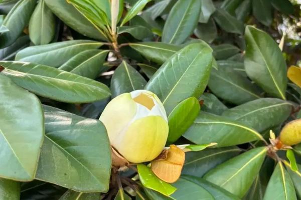 观赏树的品种，常见的有山茶树、丁香树、松树等