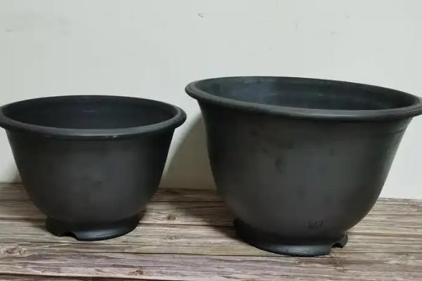 盆栽七里香如何播种，栽种前要将种子进行消毒处理