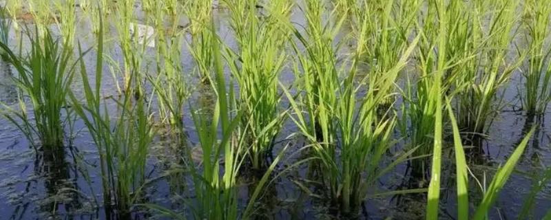 海水稻耐盐碱的原因，利用遗传工程技术选育而来