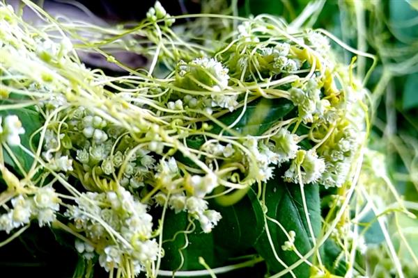 菟丝子是不是绿色植物，属于寄生植物