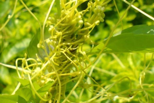 菟丝子是不是绿色植物，属于寄生植物