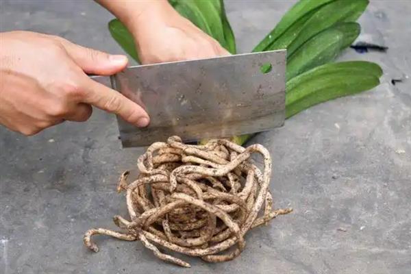 君子兰无根怎么生根，可用药剂浸泡后添加生根剂