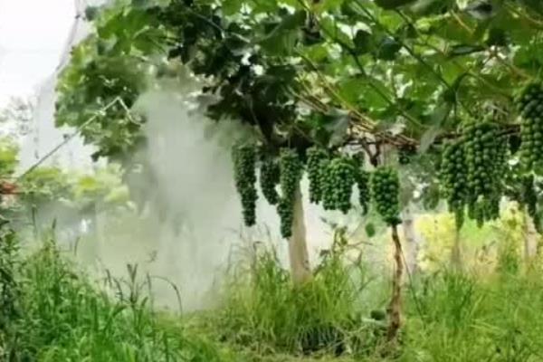 葡萄树叶子发黄干枯的原因，可能是浇水不当或温度过高所致