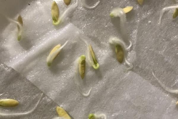 怎么种不用搭架的黄瓜，播种前需要将种子放在清水中浸泡
