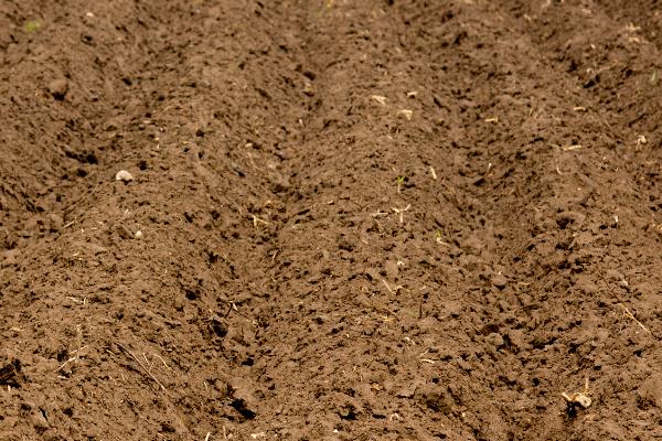 露薇花的种植方法,培养土要求疏松透气、保水保肥能力强