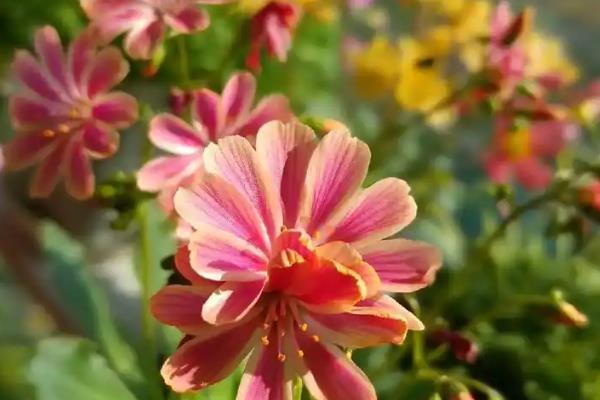 露薇花的种植方法,培养土要求疏松透气、保水保肥能力强