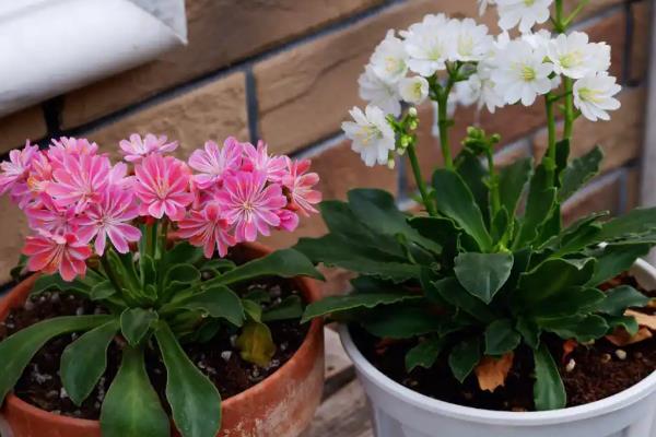 露薇花的种植方法,培养土要求疏松透气、保水保肥能力强