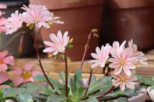 露薇花的种植方法,培养土要求疏松透气、保水保肥能力强