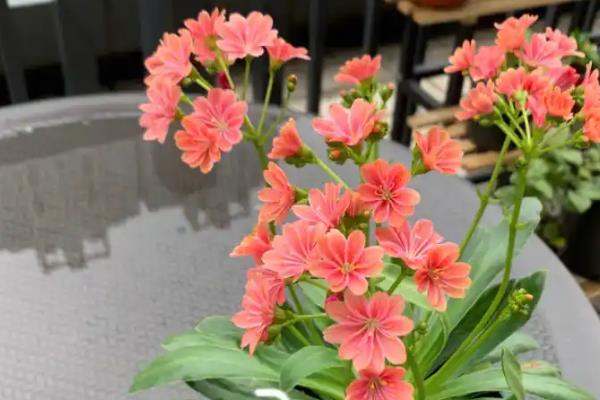 露薇花的种植方法,培养土要求疏松透气、保水保肥能力强