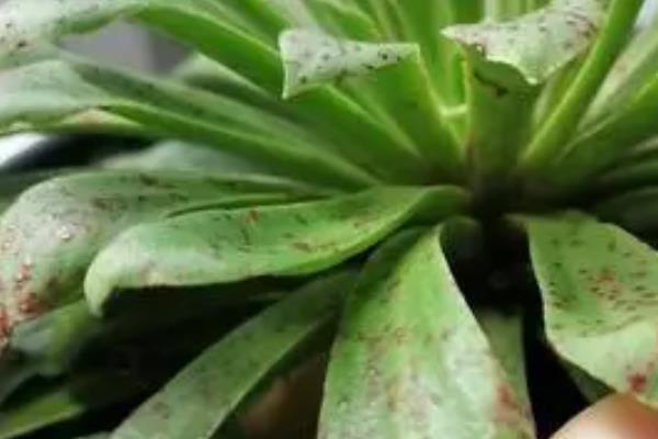 露薇花的种植方法,培养土要求疏松透气、保水保肥能力强