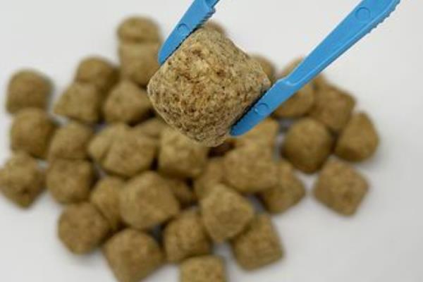 孔雀鱼能不能喂菠菜，属于杂食性鱼类可以接受