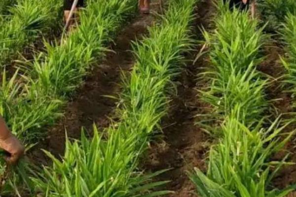 种植生姜所需肥料，种植前要施入腐熟的农家肥
