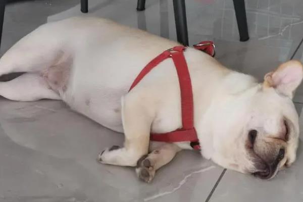 犬猫肥胖症简介，是一种常见的营养相关性疾病