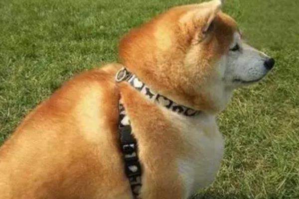 犬猫肥胖症简介，是一种常见的营养相关性疾病