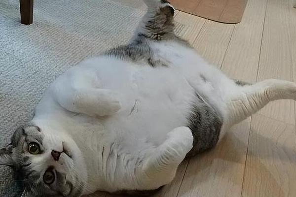 犬猫肥胖症简介，是一种常见的营养相关性疾病