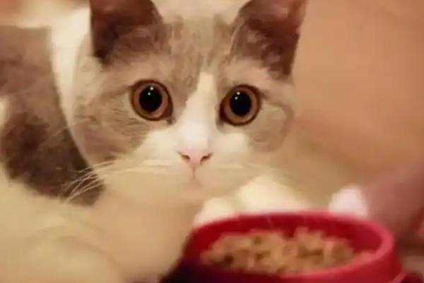 犬猫肥胖症简介，是一种常见的营养相关性疾病