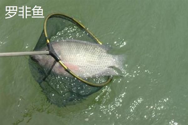 5号溪流钩适合钓多重的鱼，以半斤至1斤的鱼类为宜