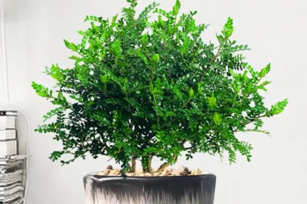 驱蚊草的扦插方法，春秋季均可进行