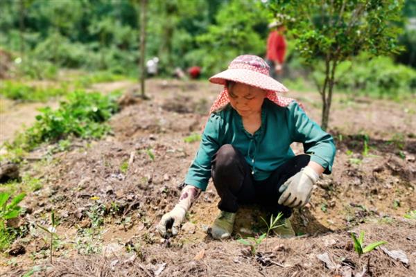 黄精需要什么生长条件，适合在土质疏松、环境湿润的地方栽培