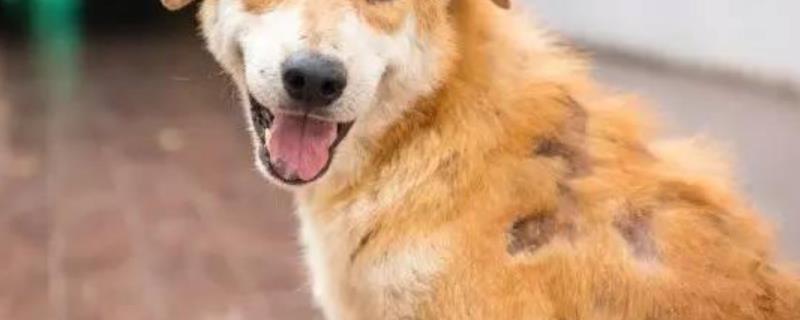 狗狗真菌性皮肤病有什么症状，皮肤上面有脱毛圆斑、鳞屑等表现