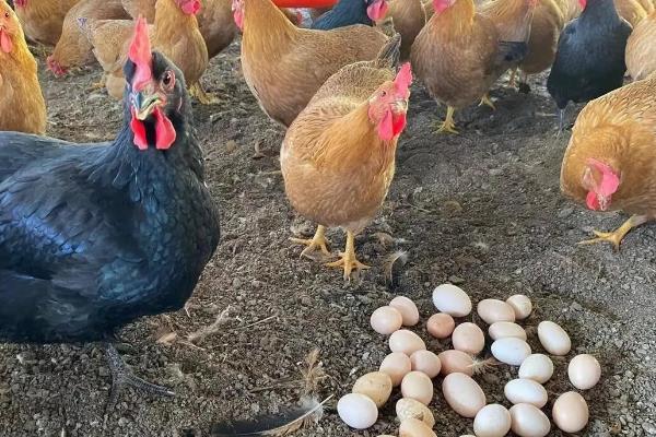 鸡不下蛋怎么办，在饲料中添加羽毛粉可提高产蛋率
