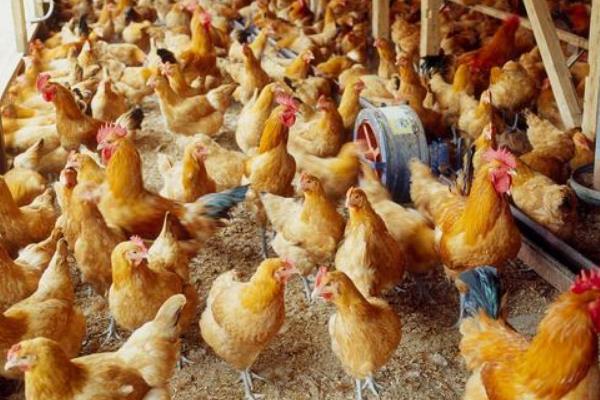 鸡不下蛋怎么办，在饲料中添加羽毛粉可提高产蛋率