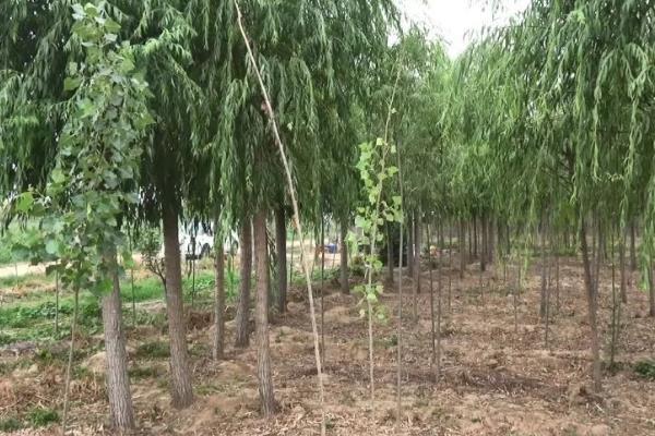 用哪种树养殖金蝉，柳树、榆树等树种比较合适