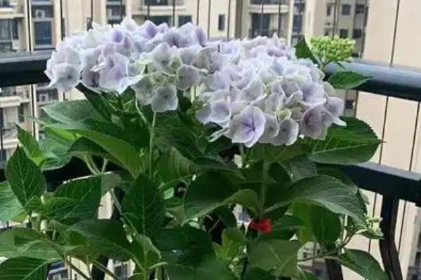 怎么养绣球花，冬季温度最低不可低于5度