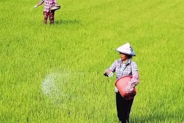 水稻细条病的症状，刚发病时叶片上会有褐色、水渍状的小斑点