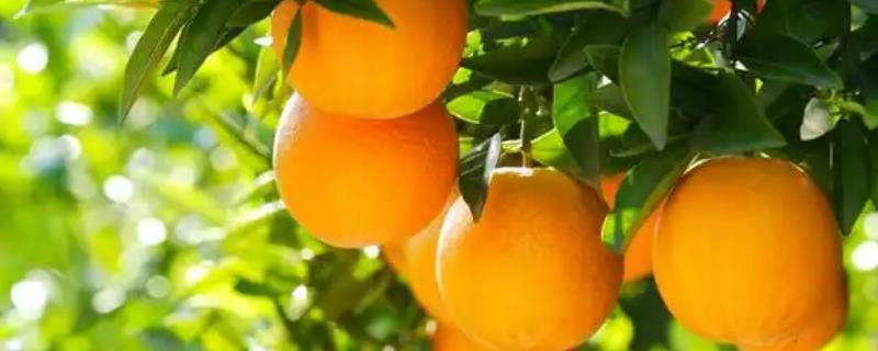 果树施基肥的关键，秋施占全年施肥量的70%