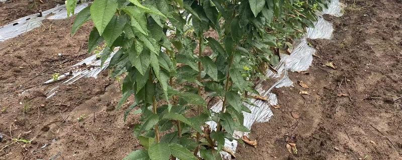 美早樱桃苗的价格，一株需要6-20元左右