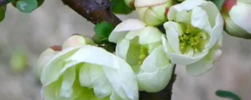 花卉绿宝石的养殖方法，平时可以摆放在散光处养殖