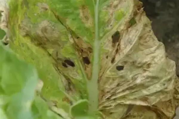 大白菜细菌性黑腐病怎么防治，带菌的种子要浸种消毒