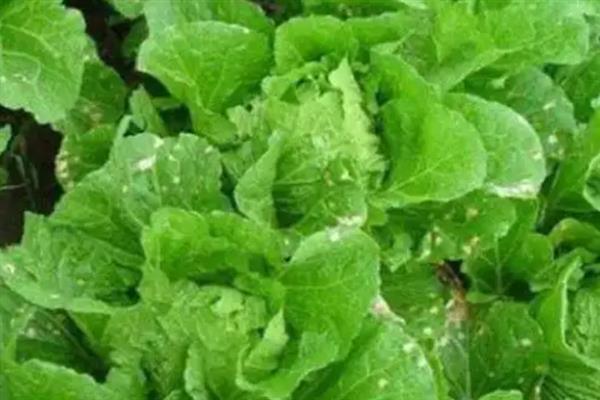 大白菜细菌性黑腐病怎么防治，带菌的种子要浸种消毒