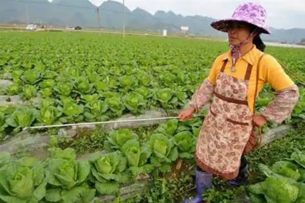 大白菜细菌性黑腐病怎么防治，带菌的种子要浸种消毒