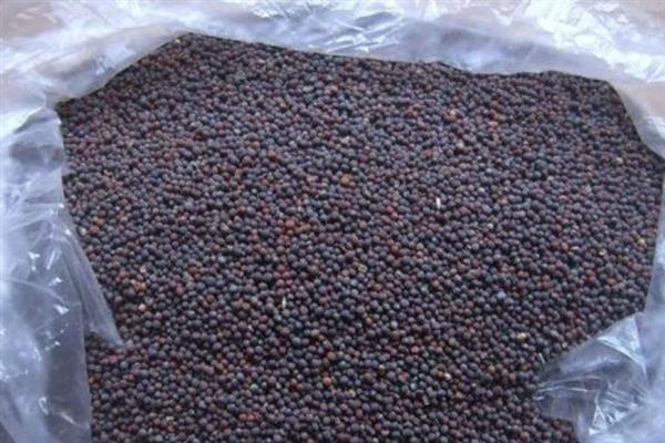 大白菜细菌性黑腐病怎么防治，带菌的种子要浸种消毒