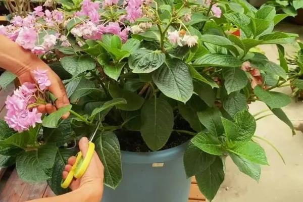 如何修剪老枝开花的绣球花，剪除多余的幼芽以及枯花、老花