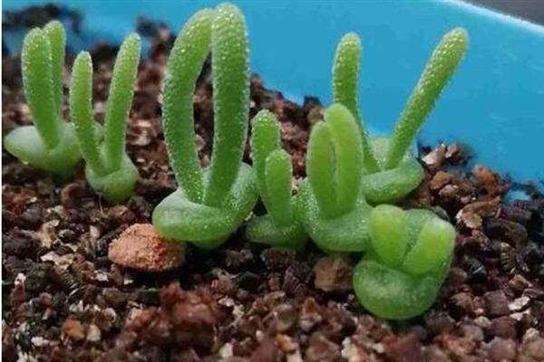 碧光环怎么养殖，按照见干见湿的原则浇水