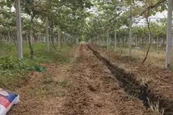 果树施基肥的关键，秋施占全年施肥量的70%