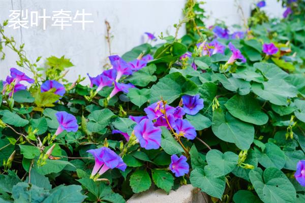 牵牛花何时开放，会受到种植时间的影响