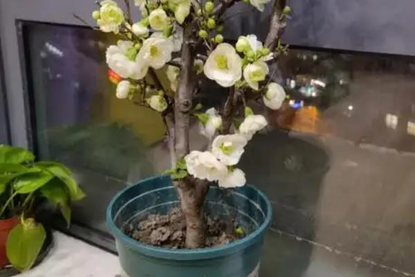 花卉绿宝石的养殖方法，平时可以摆放在散光处养殖