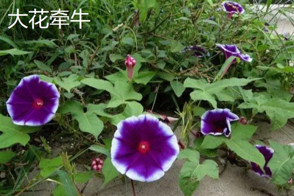 牵牛花何时开放，会受到种植时间的影响