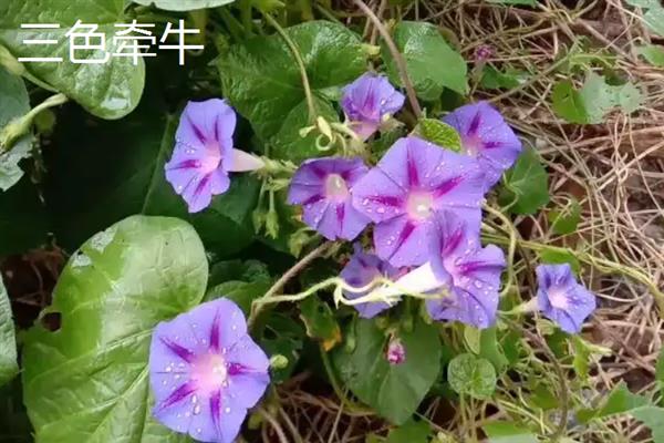 牵牛花何时开放，会受到种植时间的影响