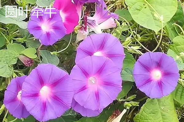 牵牛花何时开放，会受到种植时间的影响